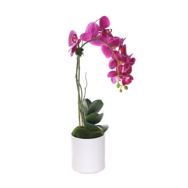 Purple Phalaenopsis Orchid