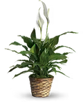Peace Lilly