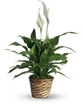 Peace Lilly